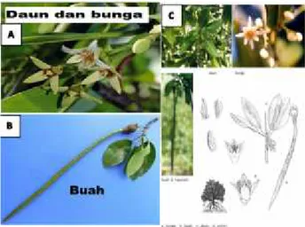 Gambar 4.2 Bakau hitam (Rhizophora mucronata) Suber: A dan B hasil penelitian, C hasil referensi 34