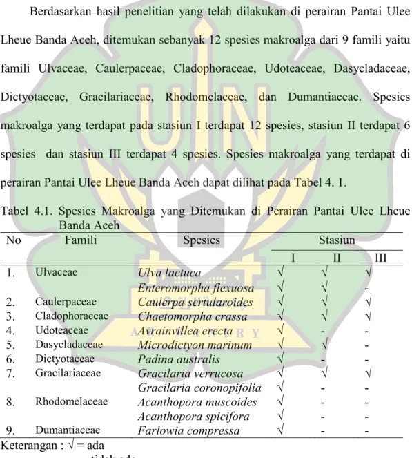 Tabel  4.1.  Spesies  Makroalga  yang  Ditemukan  di  Perairan  Pantai  Ulee  Lheue  Banda Aceh 