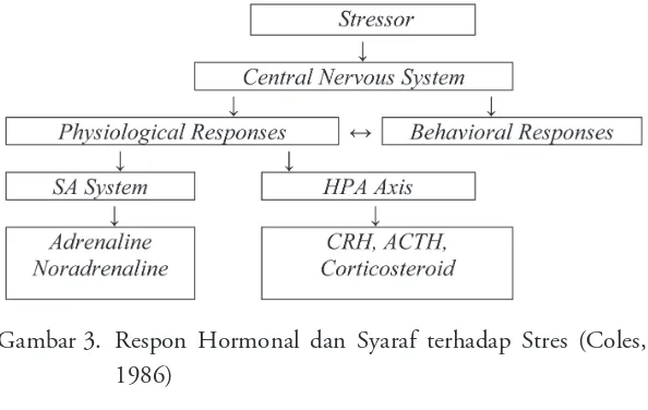 Gambar 3. Respon Hormonal dan Syaraf terhadap Stres (Coles, 