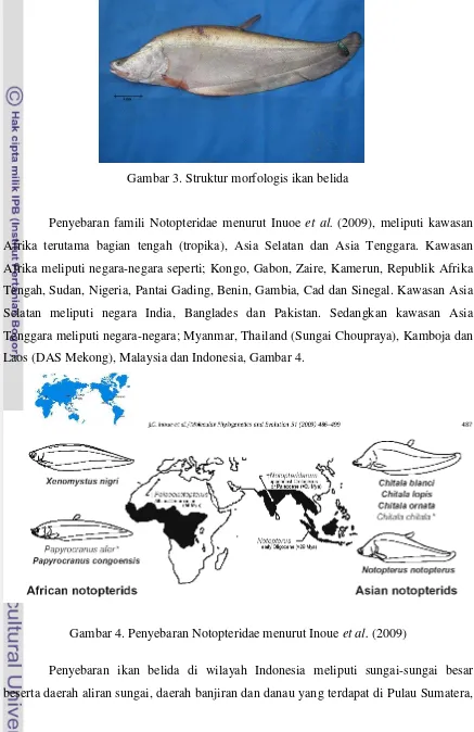 Gambar 4. Penyebaran Notopteridae menurut Inoue et al. (2009) 