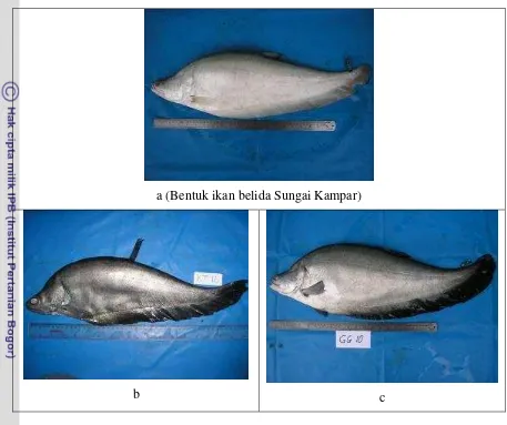 Gambar 21. Struktur morfologis ikan belida Sungai Kampar (a) dan ikan belida yang 