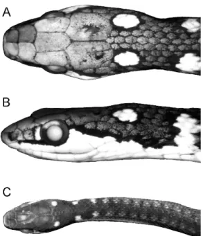 Fig. 2. Heads of Eutrachelophis bassleri, new species. A, B. AMNH R-53473, adult female (369 mm total length), in dorsal and lateral view, 33.9