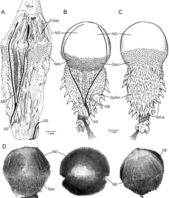 Fig. 3. Hemipenes of Eutrachelophis bassleri, new species. The distal nude section is greatly distensible, becoming hemispherical on eversion