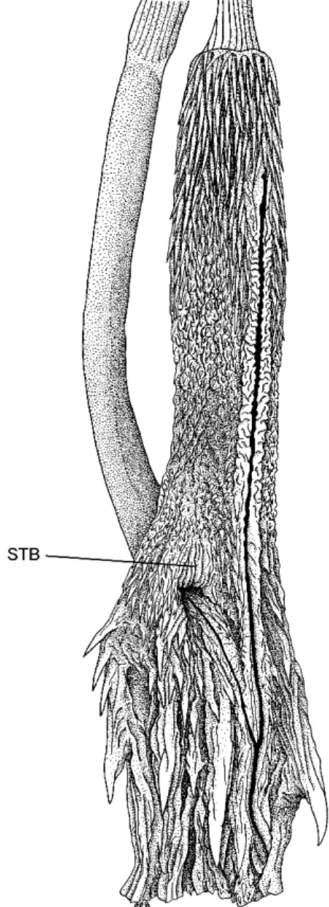 Fig. 9. Uneverted hemipenis of Eutrachelophis steinbachi (Boulenger); right organ of AMNH R-125695, opened by midventral incision, 35