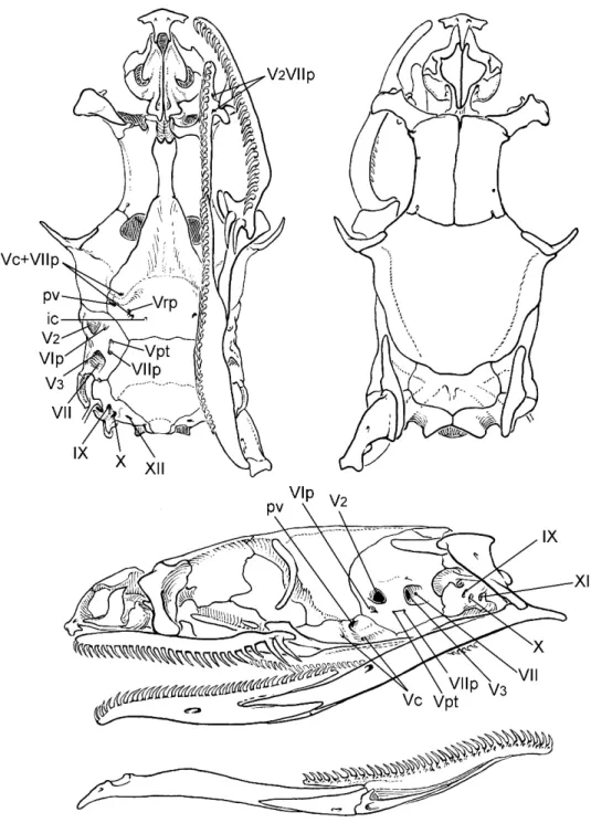 Fig. 11. Skull of Eutrachelophis steinbachi (Boulenger) (AMNH R-125695), 37.7. Abbreviations: Same as for figure 10, but here repeated only for nerve and venous foramina