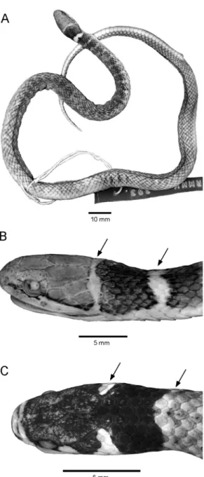Fig. 13. Two unrelated small Brazilian snakes that are similar to Eutrachelophis spp. in nuchal markings and in having 15 dorsal scale rows, but they differ from each other and from  Eutrachelo-phis spp