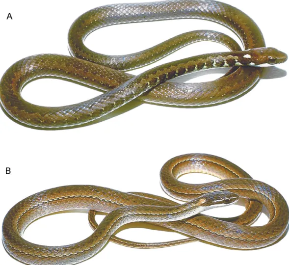 Fig. 14. A. Echinanthera undulata (Wied). Vivid pale nuchal spots—similar to Eutrachelophis spp.— characterize some xenodontine (and dipsadine) snakes such as this Brazilian snake (AMNH R-119764)
