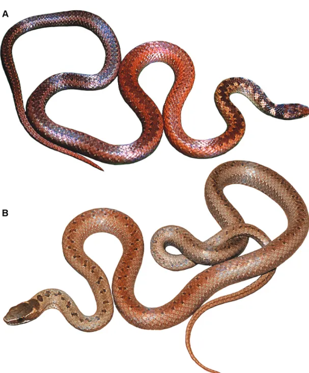 Fig. 15. A. Taeniophallus nicagus (Cope). This small Brazilian snake resembles Eutrachelophis in having 15 dorsal scale rows and an ocellar nuchal pattern
