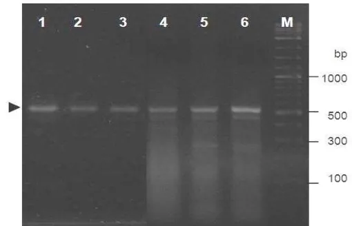 Gambar 5  Hasil elektroforesis fragmen DNA gen antivirus PmAV yang diisolasi dari cDNA hepatopankreas udang windu P