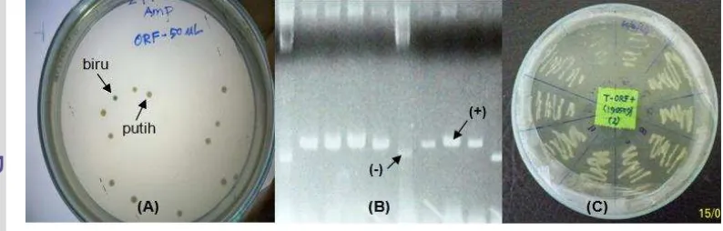 Gambar 6 Seleksi koloni putih-biru, cracking, dan plating klon bakteri pembawa 