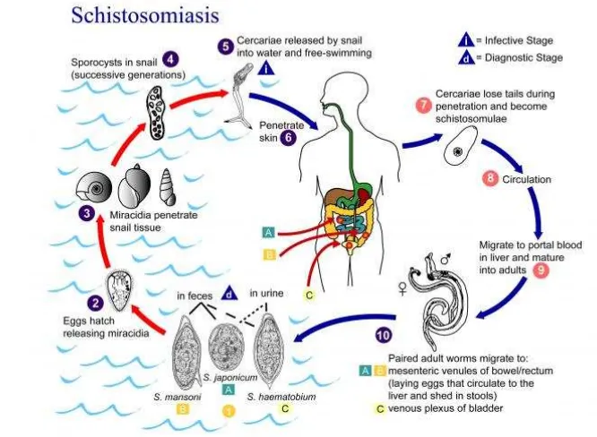 Gambar 1 Siklus hidup Schistosoma sp. (DPD CDC 2012) 
