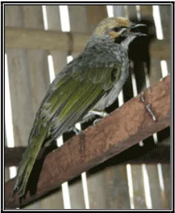 Gambar 3: Burung Cocak Rawa commit to user 