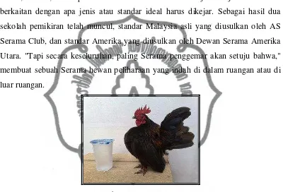 Gambar 11: Ayam Serama 