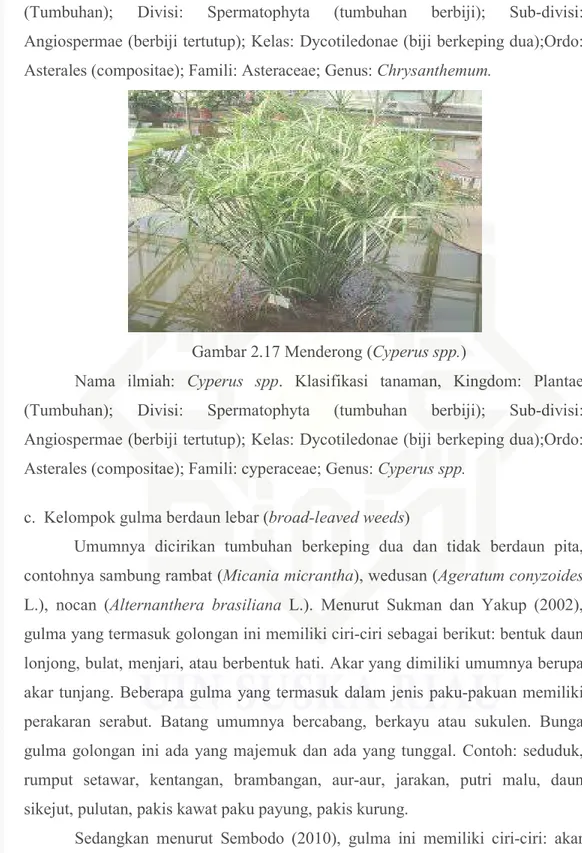 Gambar 2.17 Menderong (Cyperus spp.) 