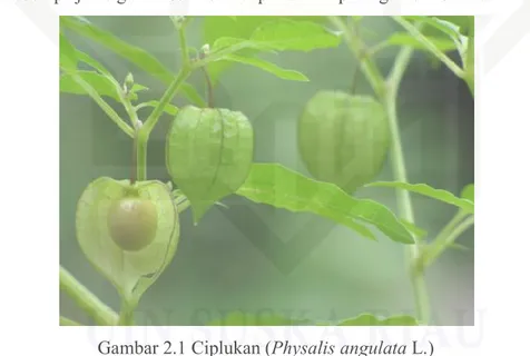 Gambar 2.1 Ciplukan (Physalis angulata L.) 