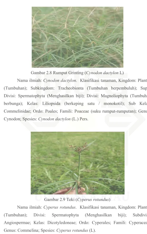 Gambar 2.9 Teki (Cyperus rotundus) 