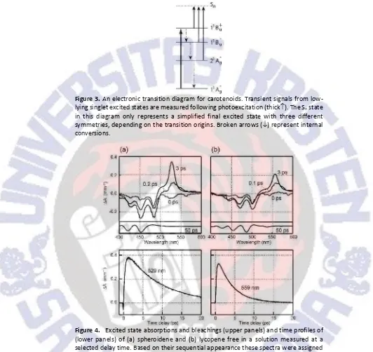 Figure 4.Excited state absorptions and bleachings (upper panels) and time profiles ofthe fitting curves (smooth solid lines), which almost perfectly overlap with the timeof the upper panels can be assigned to the triplet state absorptions