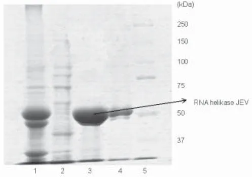 Gambar 1. Analisis SDS-PAGE enzim RNA helikase JEV, lane 1: pelet sel; lane 2: inner volum; lane 3: enzim helikase (elusi 1); lane 4: enzim helikase
