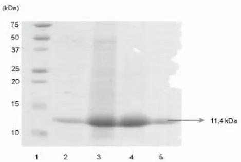 Gambar 4. Hasil SDS-PAGE inhibitor RNA helikase JEV dengan pewarnaaN Coommasie blue G-250 Lane 1: marka protein; lane 2: ekstrak kasar; lane 3:
