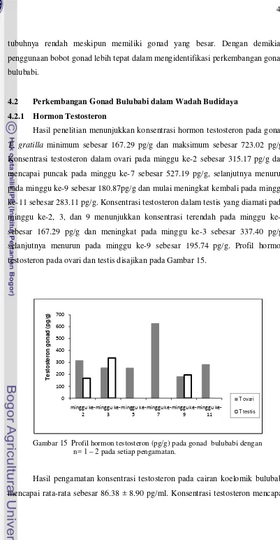 Gambar 15  Profil hormon testosteron (pg/g) pada gonad  bulubabi dengan 