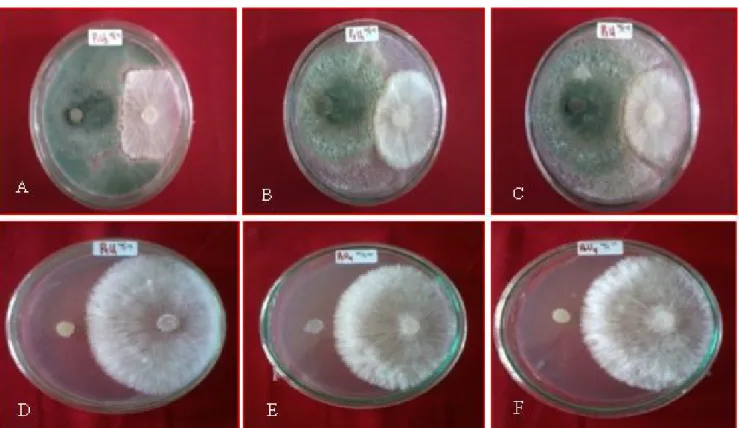 Gambar 2.  Pertumbuhan koloni S. rolfsii 3 hari setelah infestasi pada berbagai perlakuan, (A) T