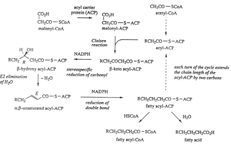 Gambar 3—4. Reaksi-reaksksi yang terlibat dalam pembentukan trigliserida (a (Dewick, 