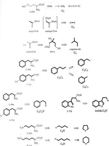 Gambar 3 – 6. 6. Biosintesis via jalur asetat 9Dewick, 1997) 