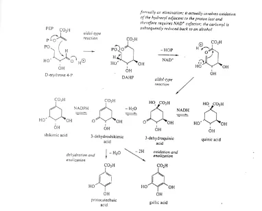 Gambar 3 – 7. JalJalur sikimat dalam biosintesis asam polifenolat 