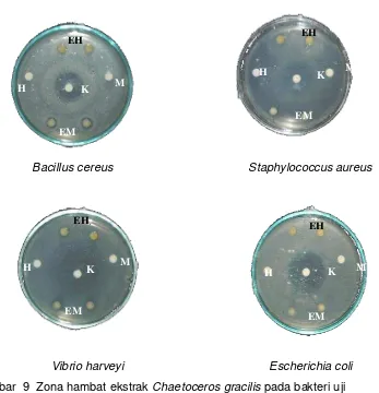 Gambar  9  Zona hambat ekstrak Chaetoceros gracilis pada bakteri uji  