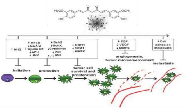 Gambar 4 Mekanisme Nanocurcumin sebagai Antikanker28 