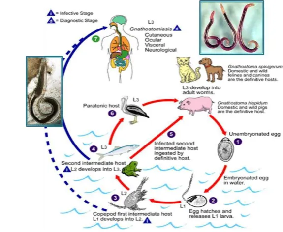 Gambar 3 Siklus hidup G. spinigerum (CDC 2009) 