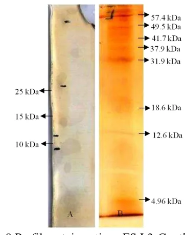 Gambar 9 Profil protein antigen ES L3 Gnathostoma 