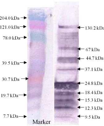 Gambar 12 Hasil immunoblotting IgG anti ES-Ag L3 