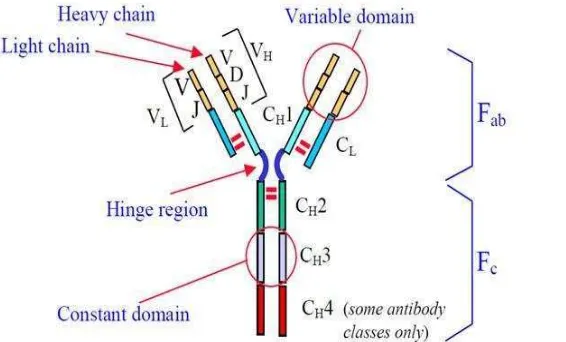 Gambar 5 Struktur IgG mamalia (University of Glasgow 2002) 