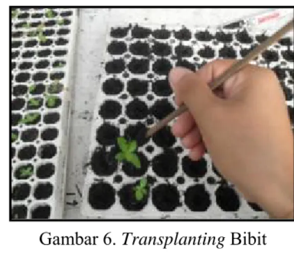 Gambar 6. Transplanting Bibit 