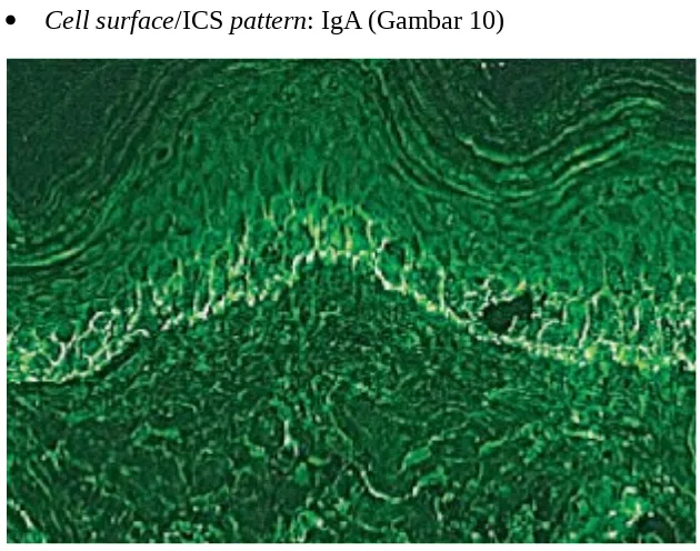 Gambar 10. Cell surface/ICS: IgA