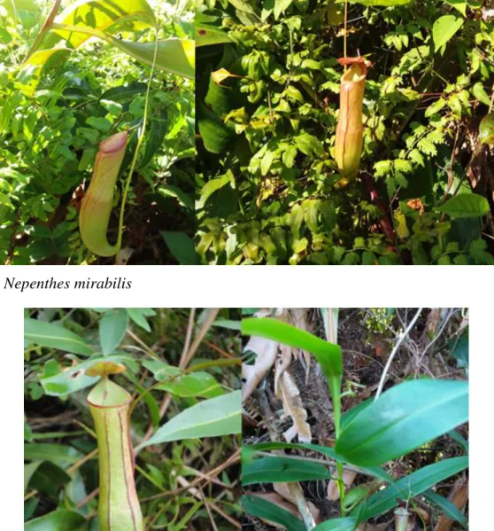 Gambar 1.  Nepenthes mirabilis   