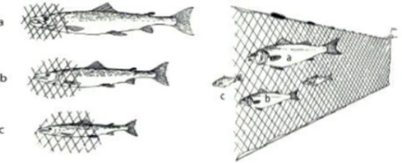 Gambar 4.  Ukuran Mata Jaring (Mesh size) dan Ikan Tujuan Penangkapan 