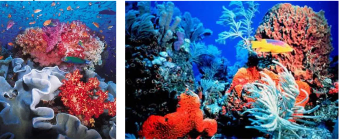 Gambar 4.4. Flora dan fauna pada ekosistem terumbu karang  (sumber :  www.solcomhouse.com) 