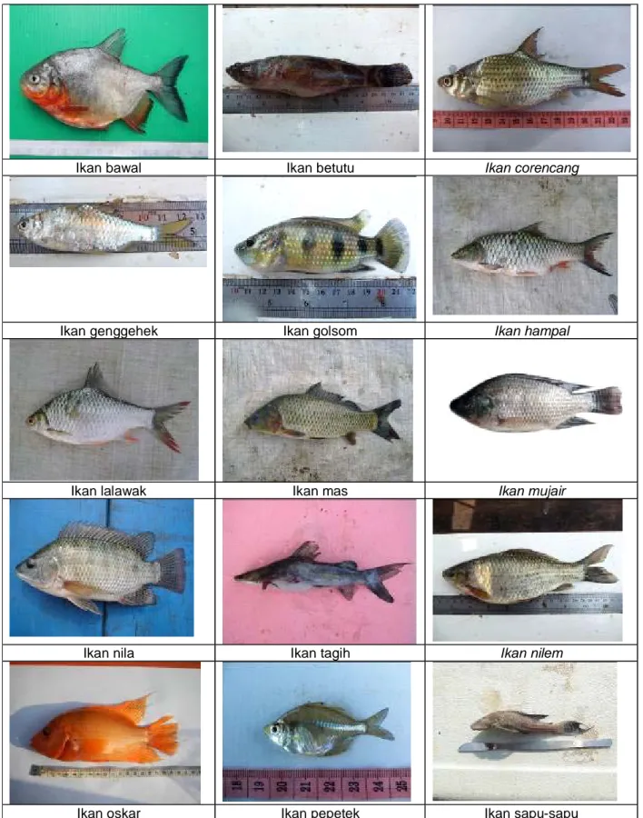 Gambar 4. Beberapa jenis ikan hasil tangkapan jaring insang di Waduk Cirata