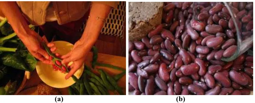 Gambar 2.2. Kacang Merah yang Sedang Dikupas dari Kulitnya  (a) Mengupas kulit kacang merah 