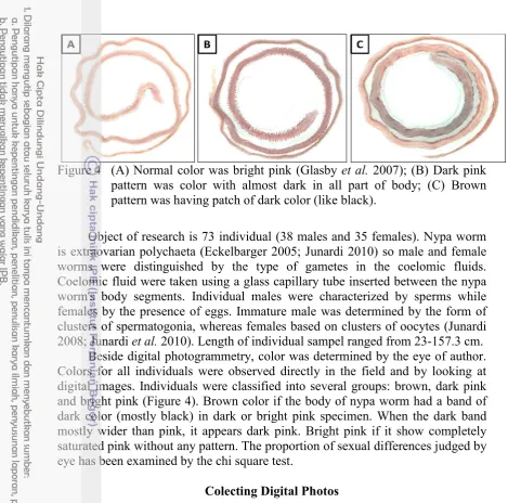 Figure 4  (A) Normal color Normal color was bright pink (Glasby 