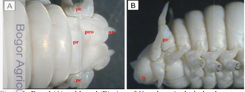 Figure 5 Dorsal (A) and lateral (B) view of (A) and lateral (B) view of 