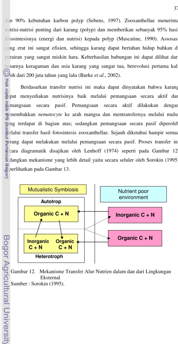 Gambar 12.   Mekanisme Transfer Alur Nutrien dalam dan dari Lingkungan  Eksternal  Sumber : Sorokin (1995)