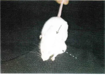 Figure 2. Anomalous mouse offspring showing a dwarf mouse (A) and a normal mouse offspring (B) of the same age