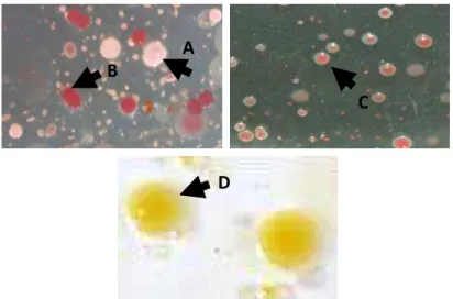 Gambar 4.  Tipe morfologi isolat bakteri yang diisolasi dari serangga: A: koloni 1; B: koloni 2; C: koloni 3; 