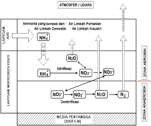 Gambar 2.10 : Ilustrasi Dari Mekanisme Proses Penguraian Amoniak Di Dalam Biofilm. 