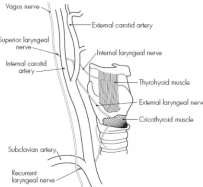 Gambar 2.2.4-1. Persarafan Laring 