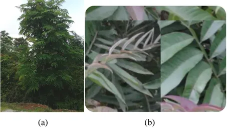 Gambar 1. Tumbuhan P. canescens : (a) pohon, dan (b) daun