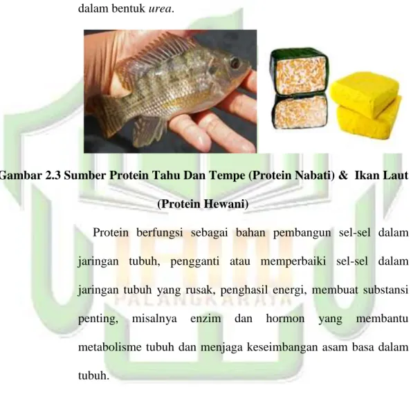 Gambar 2.3 Sumber Protein Tahu Dan Tempe (Protein Nabati) &amp;  Ikan Laut  (Protein Hewani) 